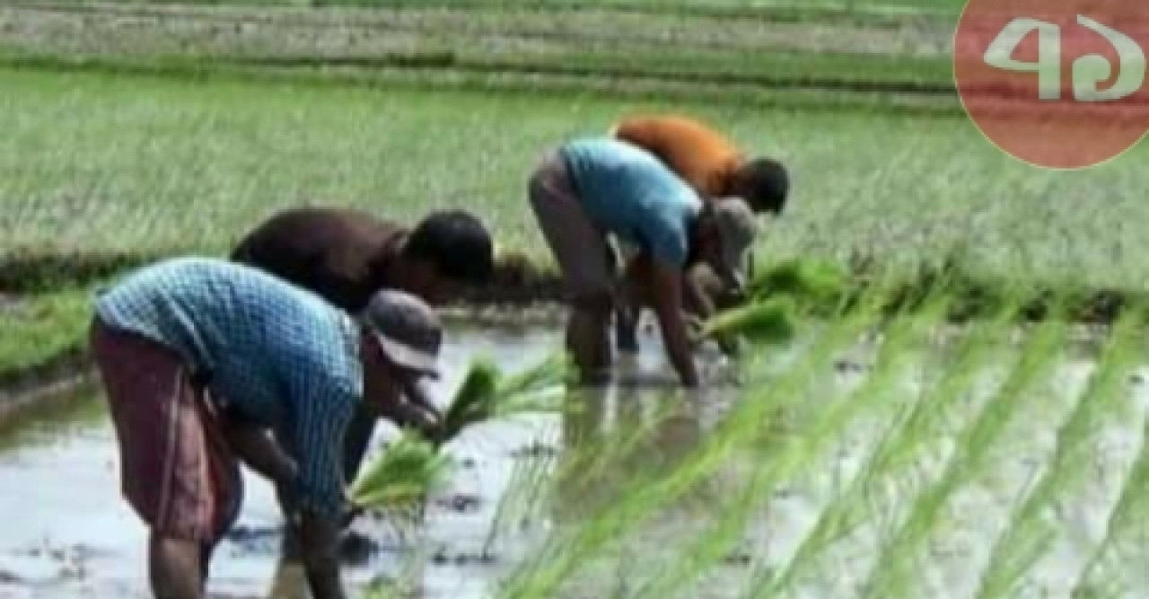 তীব্র তাপমাত্রায় কৃষকের মাথায় হাত