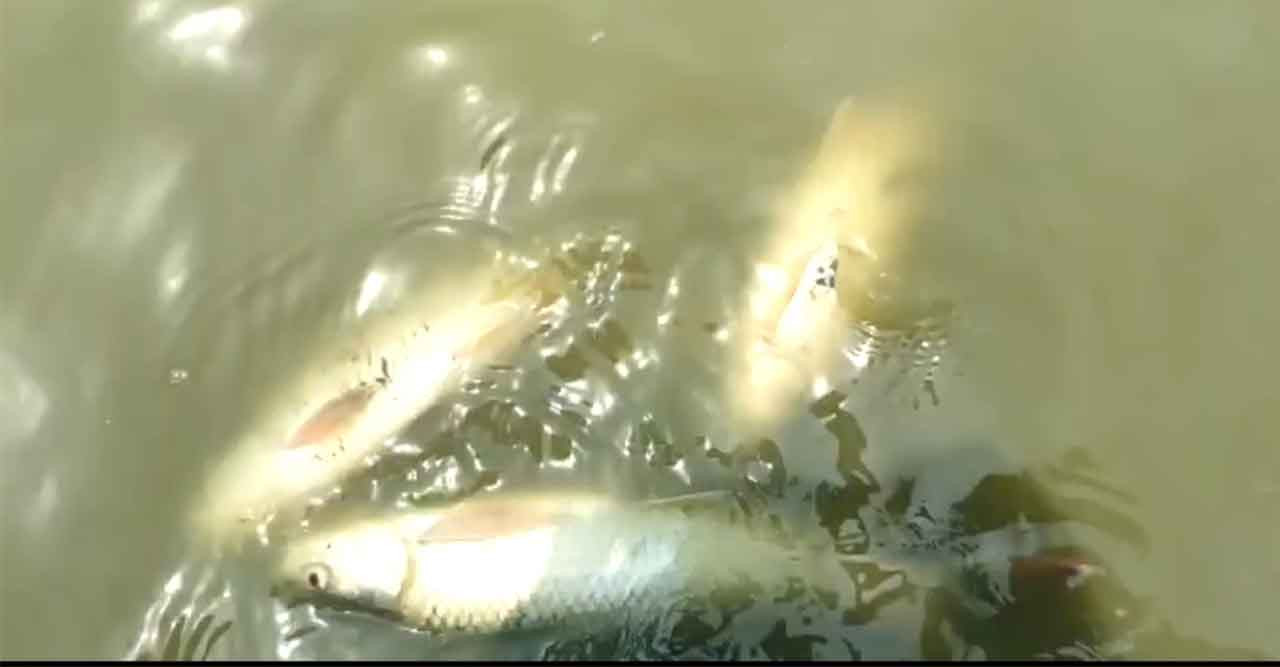 বিষ প্রয়োগে প্রায় ৫০ লক্ষ টাকার মাছ মরে ক্ষতি সাধন