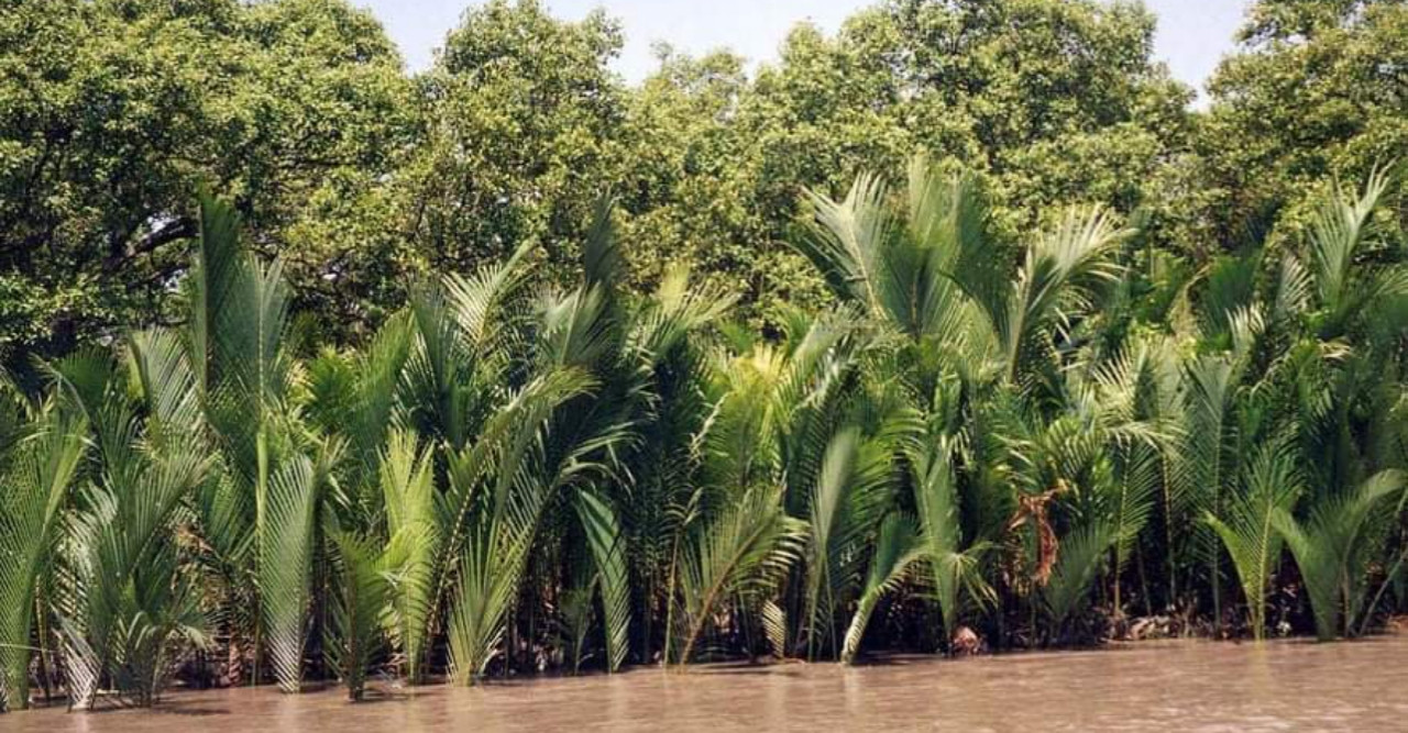 সুন্দরবন যখন উপকূলের জীবিকার মাধ্যম