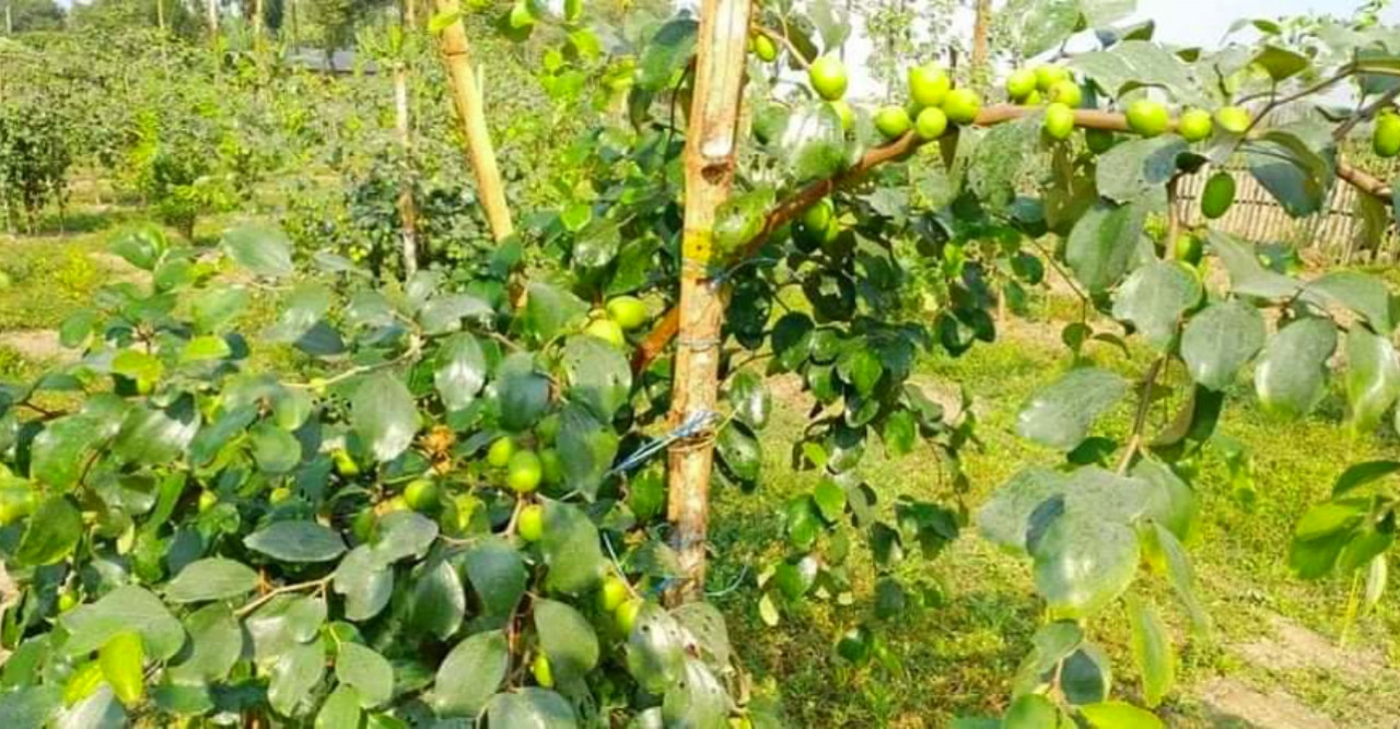 মিশ্র ফলের বাগানের থোকায় থোকায় স্বপ্ন বুনছেন দুইবন্ধু