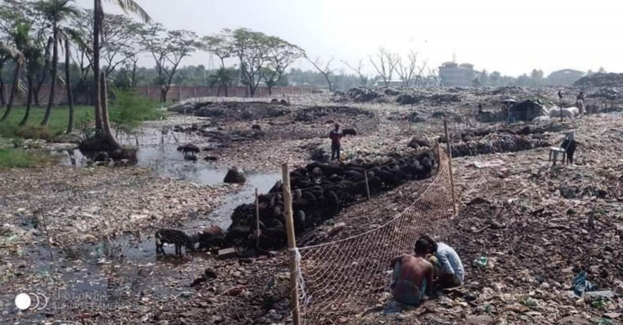 বটিয়াঘাটা ময়লা ফেলার স্থানে চলছে শুকর পালন রাতের আধারে মাদকের আখড়া