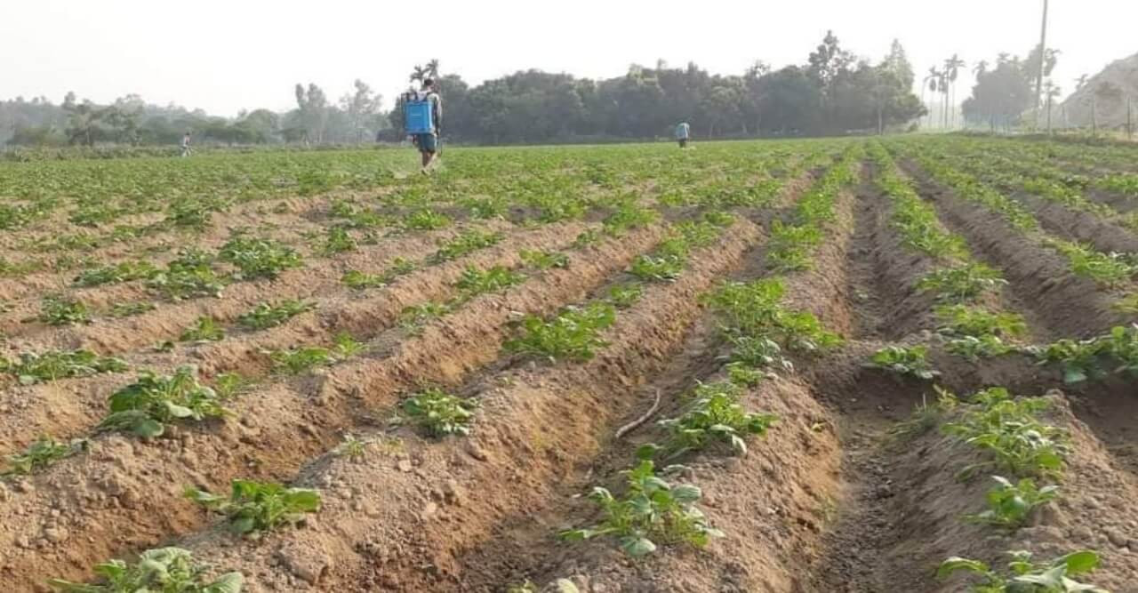 বালিয়াডাঙ্গীতে লোকসানের মুখে আলুচাষিরা!