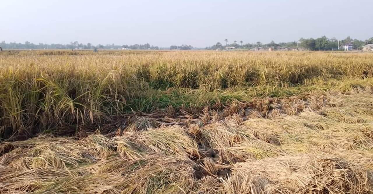 নোনা পানি মুক্ত ফসলে কৃষকের স্বপ্ন