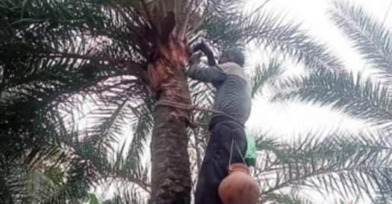 বগুড়া শেরপুরে বিলীনের পথে খেজুর গাছ ও সুস্বাদু খেজুরের রস