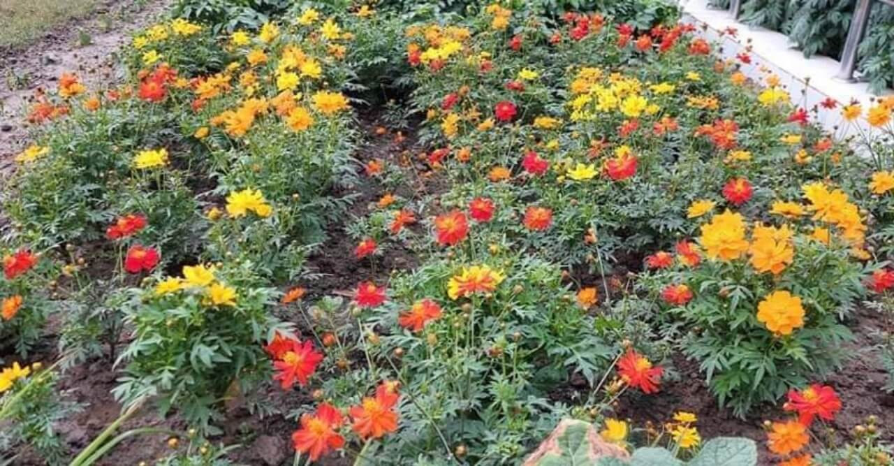 মন মাতা‌নো ফু‌লেল সৌন্দ‌র্যে স‌জ্জিত হ‌চ্ছে বেগম র‌হিমা ইসলাম ক‌লেজ