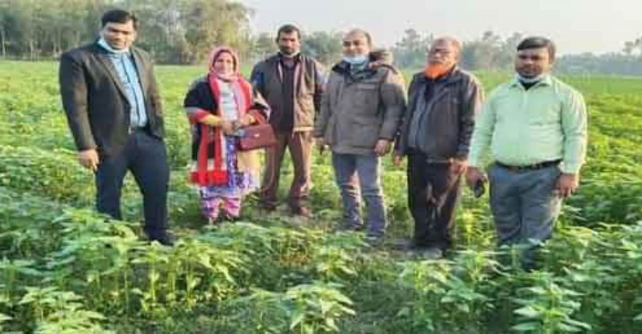 হাতীবান্ধায় আদা চাষে বাম্পার ফলনে স্বপ্ন দেখছে জাহিদুল