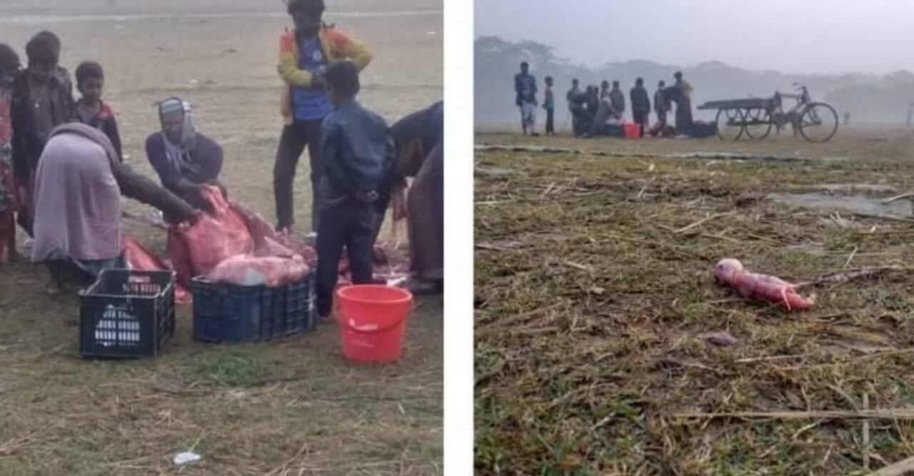 গরুর পেটে বাচ্চা, জবাই দিলেন কসাই!