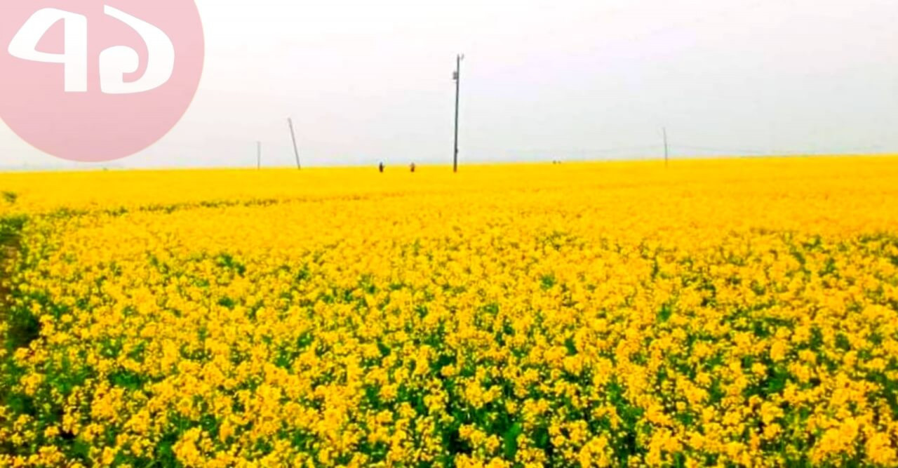 নাটোরে বিস্তীর্ণ মাঠ জুড়ে হলুদের স্বর্গরাজ্য