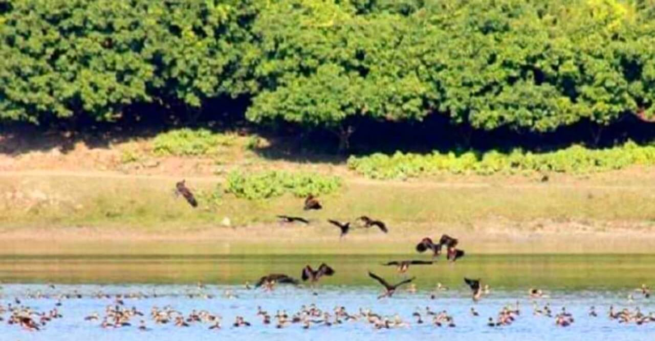 রামরাই দিঘিতে পাখিপ্রেমী পর্যটকদের ভীড়, ঝুঁকিতে অতিথি পাখিরা