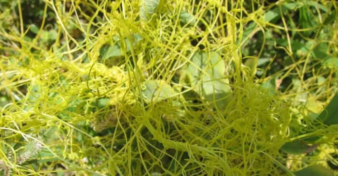 গুরুদাসপুরে বিলুপ্ত প্রায় ঔষধি গাছ স্বর্ণলতা