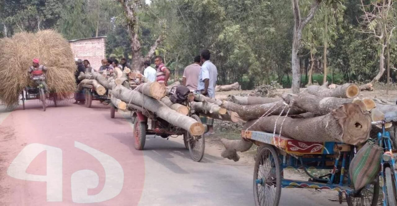 হাতীবান্ধায় অবৈধভাবে সরকারি গাছ কর্তনের মহাৎসব