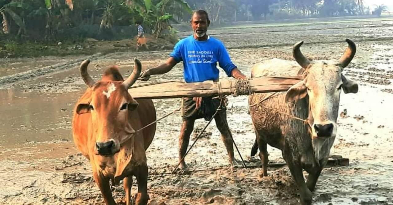 বিপুল উৎসাহে বোরো আবাদে ব্যস্ত নরেন্দ্রপুরের কৃষকরা