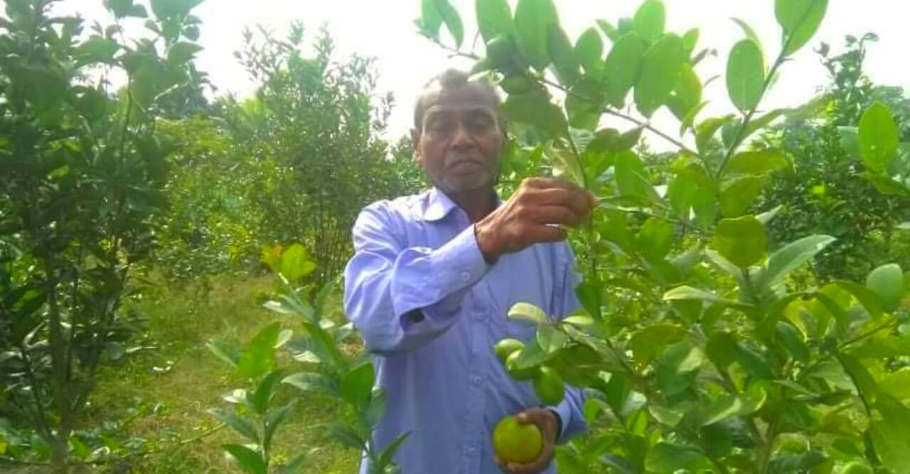 সব চেয়ে বড় চুই ও মাল্টা বাগান খুলনার বটিয়াঘাটায়