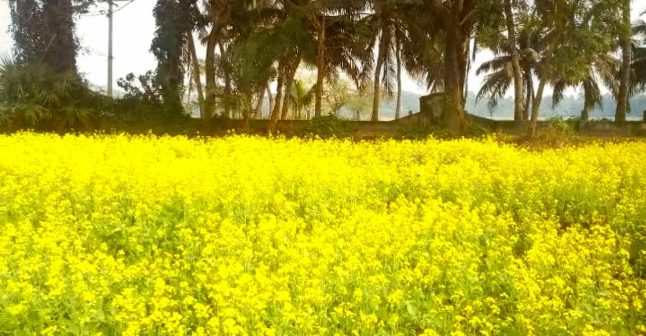 বটিয়াঘাটায় সরিষা ফুলে দোল খাচ্ছে কৃষকের হসি
