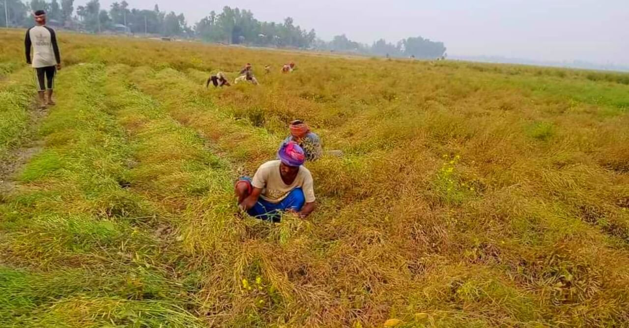 চলনবিলে সরিষা উত্তোলনে ব্যস্ত কৃষকেরা