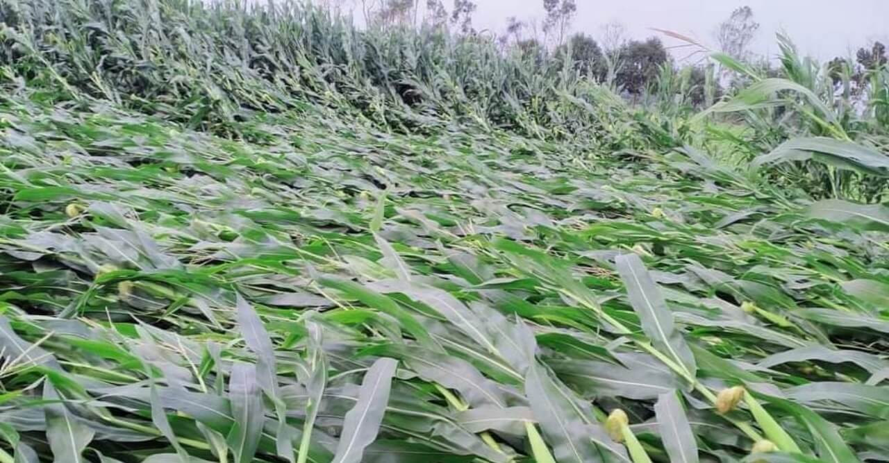 ঠাকুরগাঁওয়ে -বৃষ্টিতে ফসল ও বসতির  ক্ষয়ক্ষতিতে  কৃষকের মাথায় হাত