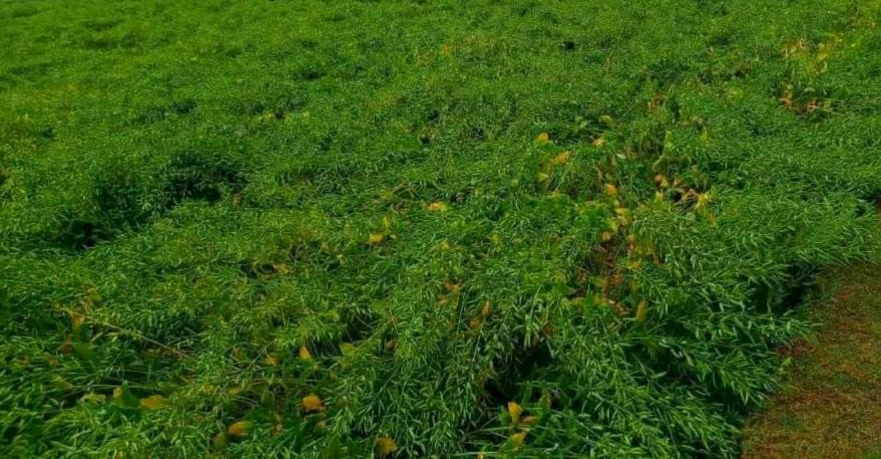 মাঘের বৃষ্টি ও ঝড়ে সরিষায় নুয়ে পড়ল কৃষকের স্বপ্ন