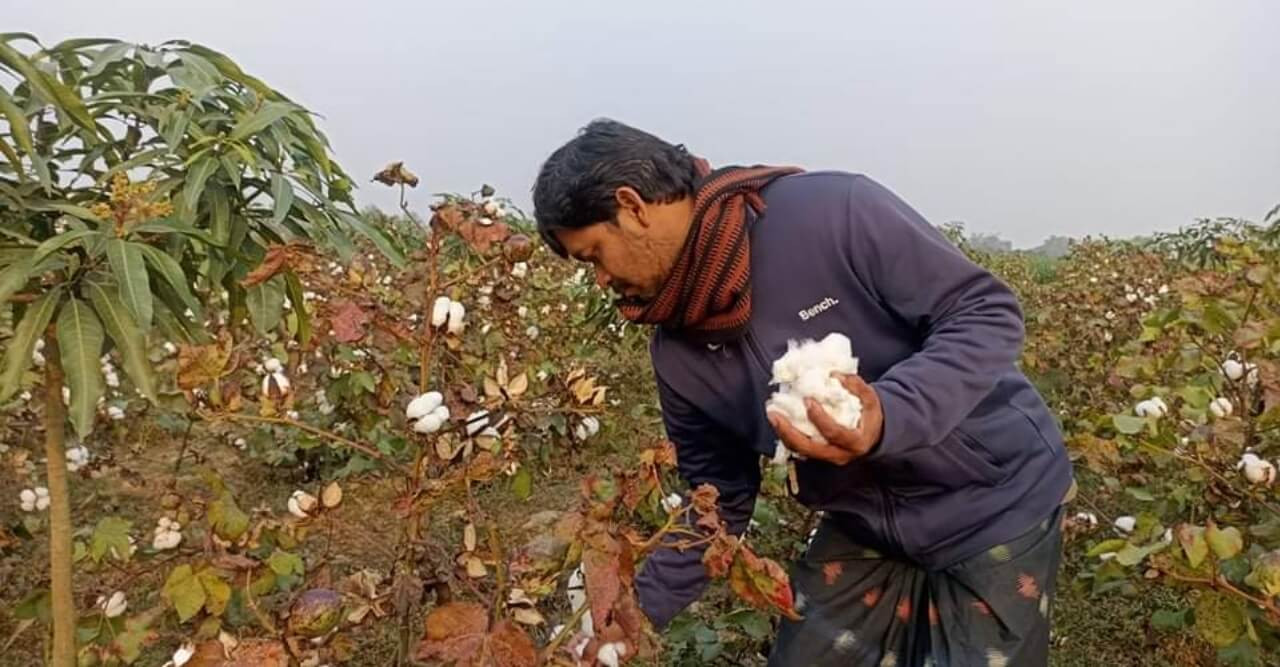 তুলা চাষের প্রতি আগ্রহ বেড়েছে ছাত্র ও কৃষকদের!