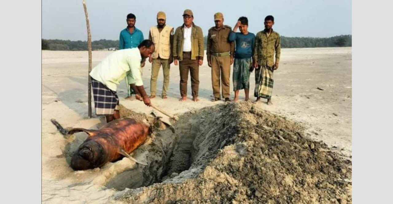 তাড়ুয়া সমুদ্র  সৈকতে ভেসে এলো মৃত ডলফিন