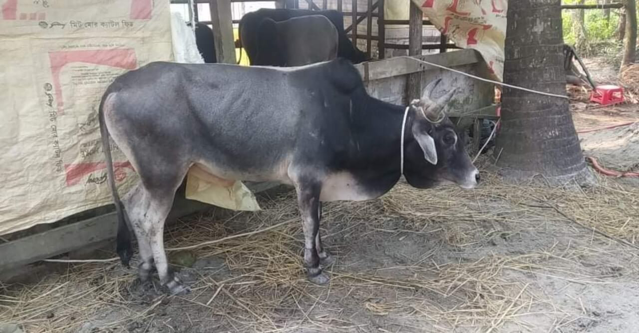 পাথরঘাটায় হরিণের ফাঁদ দিয়ে গরু শিকার, কসাইয়ের কাছে বিক্রি