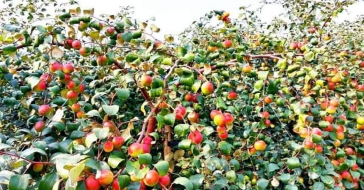 গুরুদাসপুরে কুলের  বাম্পার ফলন - হাসি ফুটেছে চাষীদের মুখে