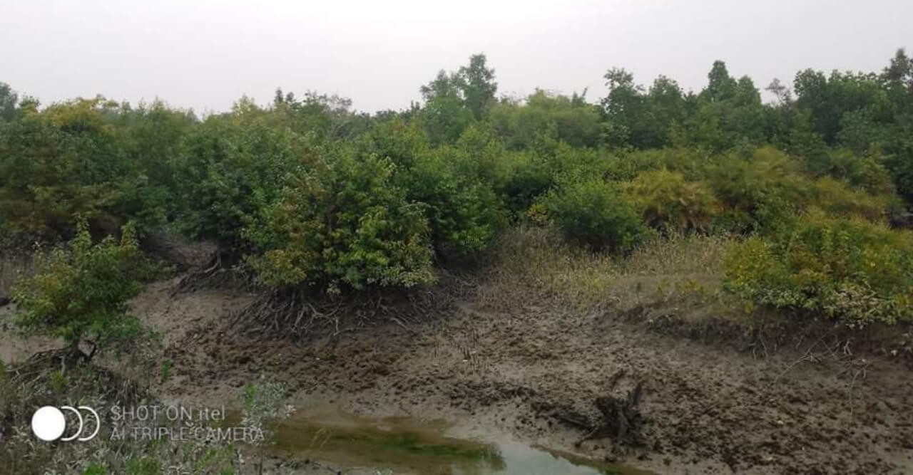 সুন্দরবন অপরুপা, তুমি উপকূলের বটবৃক্ষ