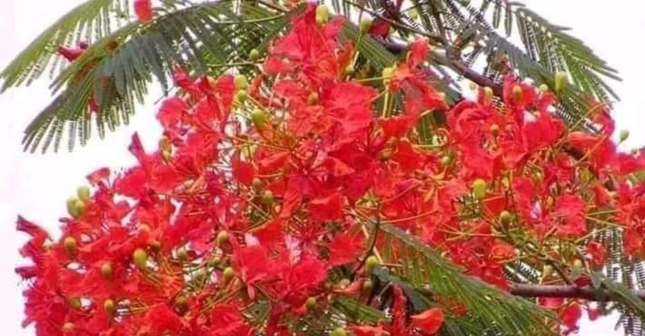 আজ পয়লা ফাল্গুন, সবাই‌কে বাসন্তিক শু‌ভেচ্ছা