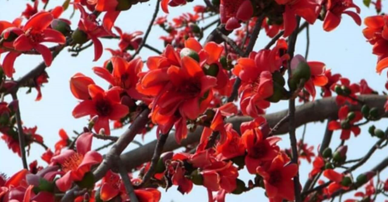 নাটোরের গুরুদাসপুরে বিলুপ্তপ্রায় প্রকৃতির রুপকন্যা শিমুল