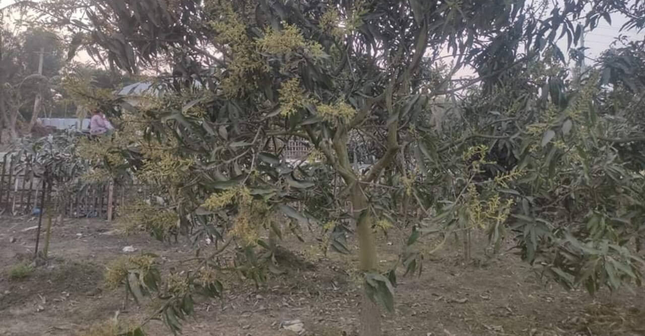 ঠাকুরগাঁওয়ে আগাম দেখা দিচ্ছে আমের মুকুল