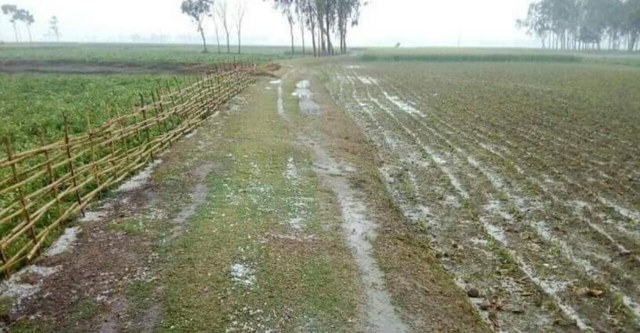 ঠাকুরগাঁওয়ে শিলাবৃষ্টি, রবি ফসলের ক্ষতির শঙ্কা