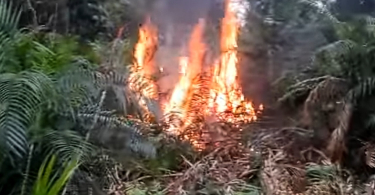 দুর্বৃত্তের দেওয়া আগুনে পুড়েছে ডোমার ফরেস্ট