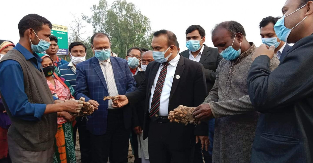 হাতীবান্ধায় কৃষি বিভাগের সহায়তায় আদা চাষে কৃষকের মুখে হাসি