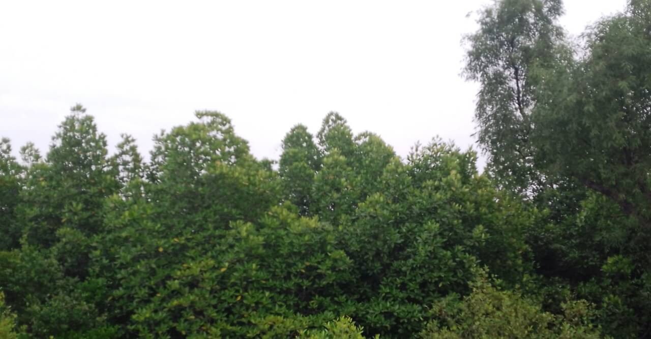 সুন্দরবনে রাজস্ব দ্বিগুণ হওয়ায়,বিপাকে বনজীবী- পর্যটক