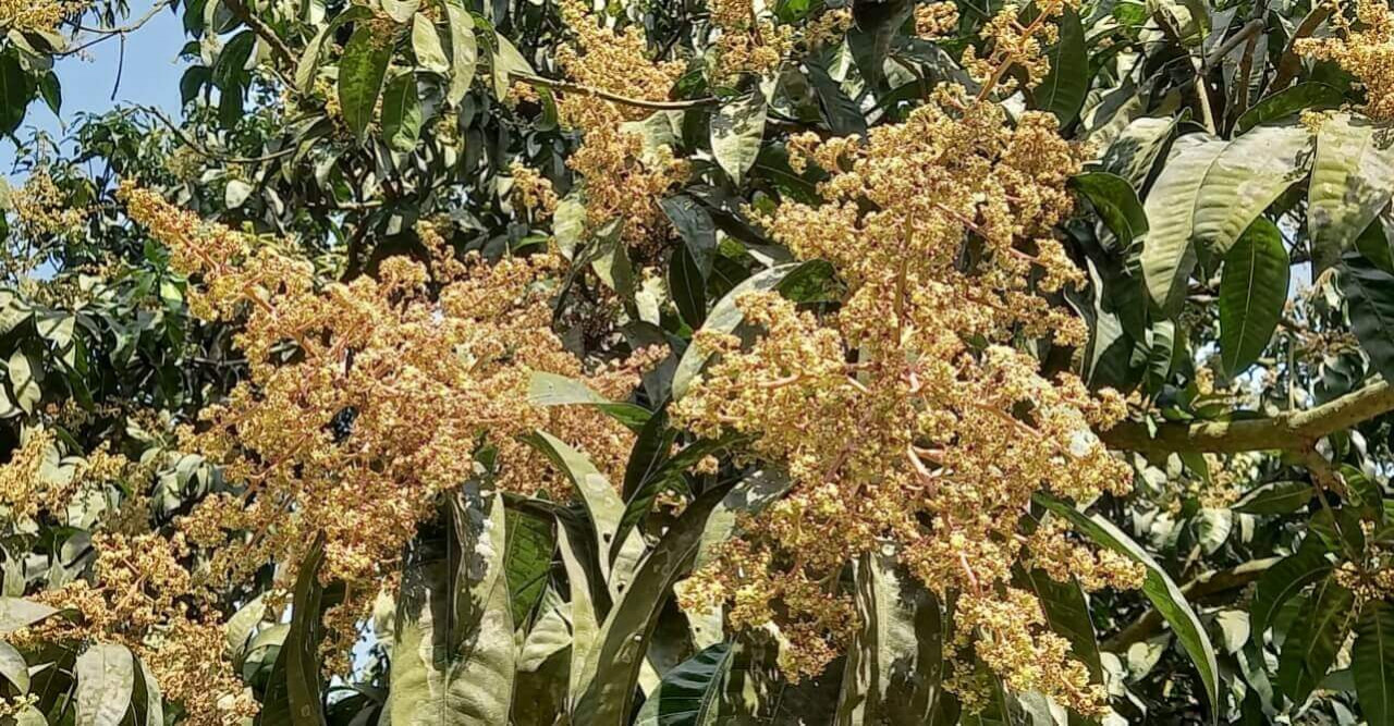 গোমস্তাপুরে মৌ-মৌ গন্ধে গাছে গাছে আমের মুকুল! ঝাঁকে-ঝাঁকে মৌমাছি