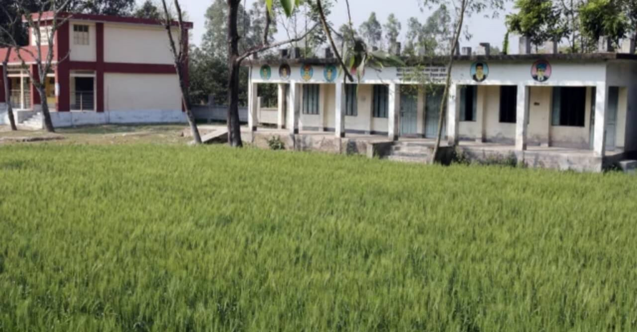 সীমানা প্রাচীর ঘেরা বিদ্যালয়ের মাঠে গম চাষ