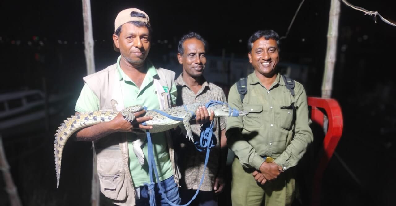 জেলেদের জালে আটকা কুমির করমজলে অবমুক্তি