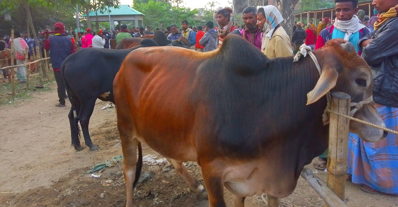 মালিকানাধীন জমিতে পশুর হাট