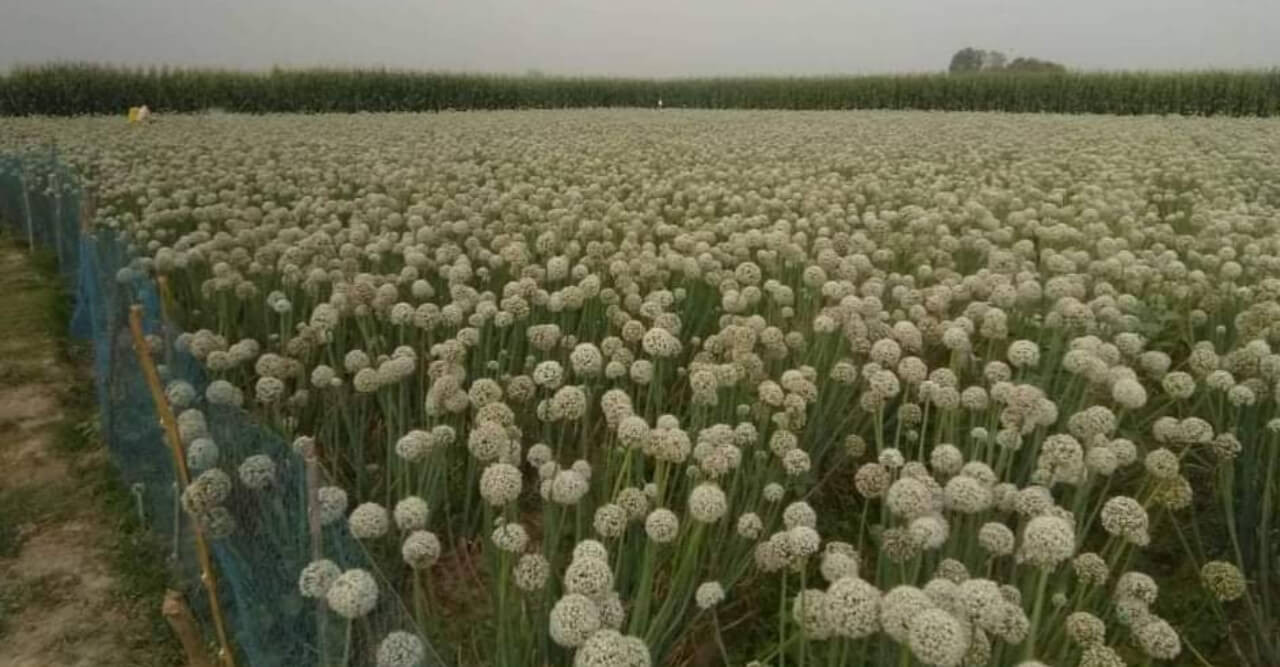 বালিয়াডাঙ্গীতে বাণিজ্যিকভাবে পেঁয়াজ বীজ উৎপাদিত হচ্ছে