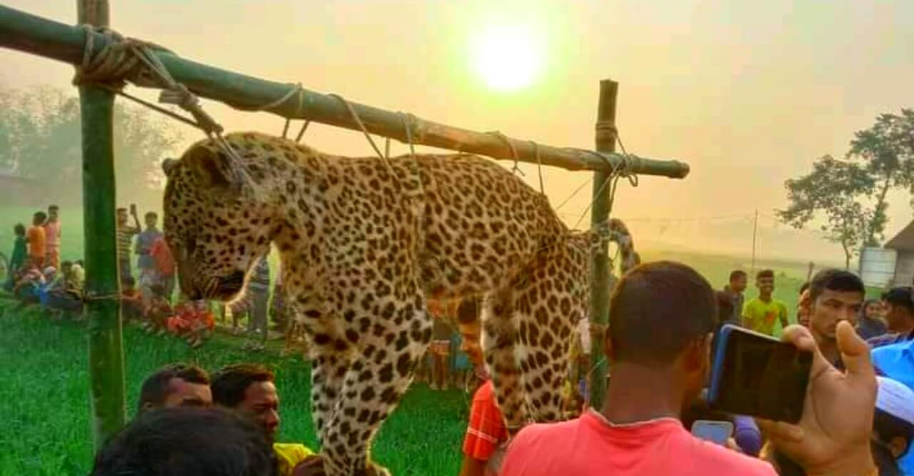 মুরগির ফার্মে ধরা পরল চিতাবাঘ, এলাকাজুড়ে বাঘ আতঙ্ক বিরাজ