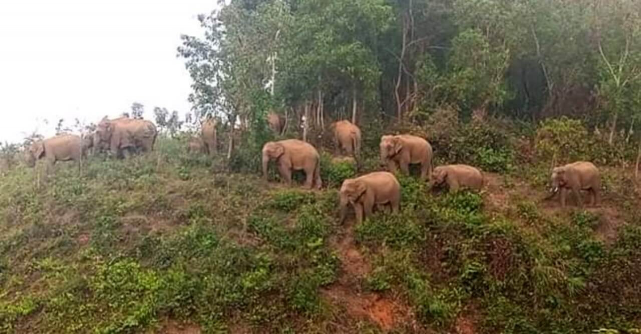 হাতির আক্রমণে গুরুতর আহত  যুবক