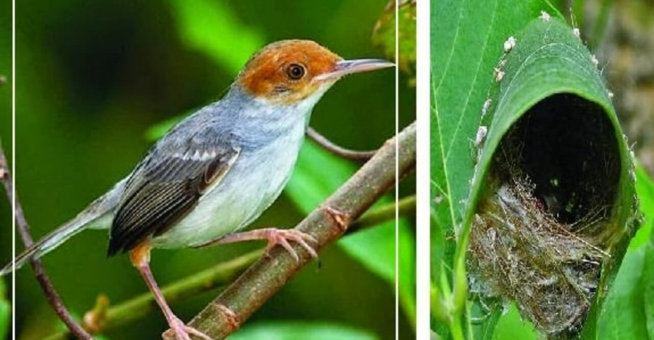 দেখা মেলছে না টুনটুনি পাখি,বিলুপ্ত প্রায় উপকূলীয় অঞ্চলে
