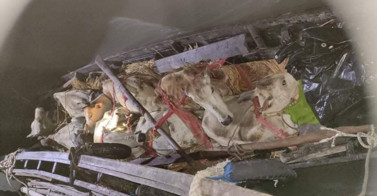 কৈখালী সীমান্তে চোরাকারবারীররা ফের বেপরোয়া গরুর সাথে আসছে মাদক