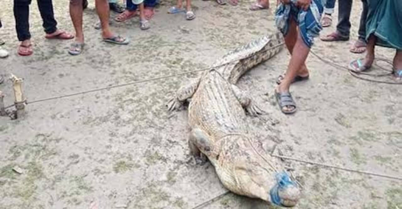 রামপালে পুকুর থেকে হাসঁ খুজতে বেরিয়ে এলো কুমির বাগের