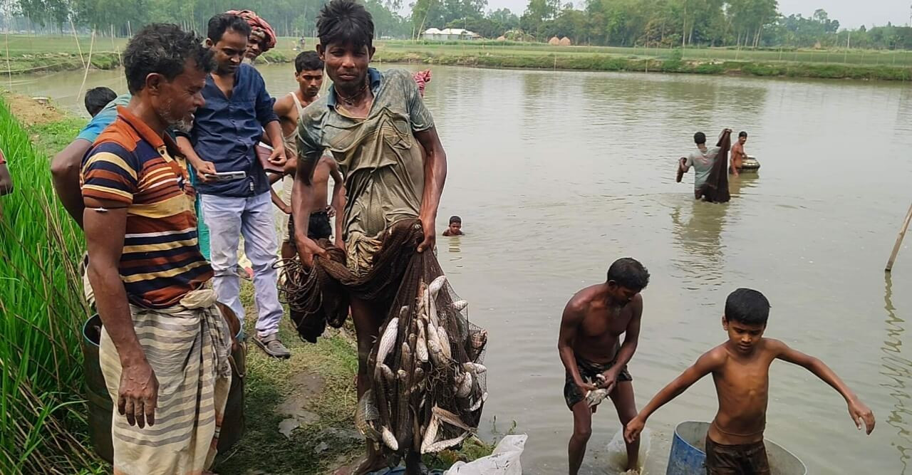 পুকুরে বিষ দিয়ে ২০লাখ টাকার মাছ নিধন, এ কেমন শত্রুতা!