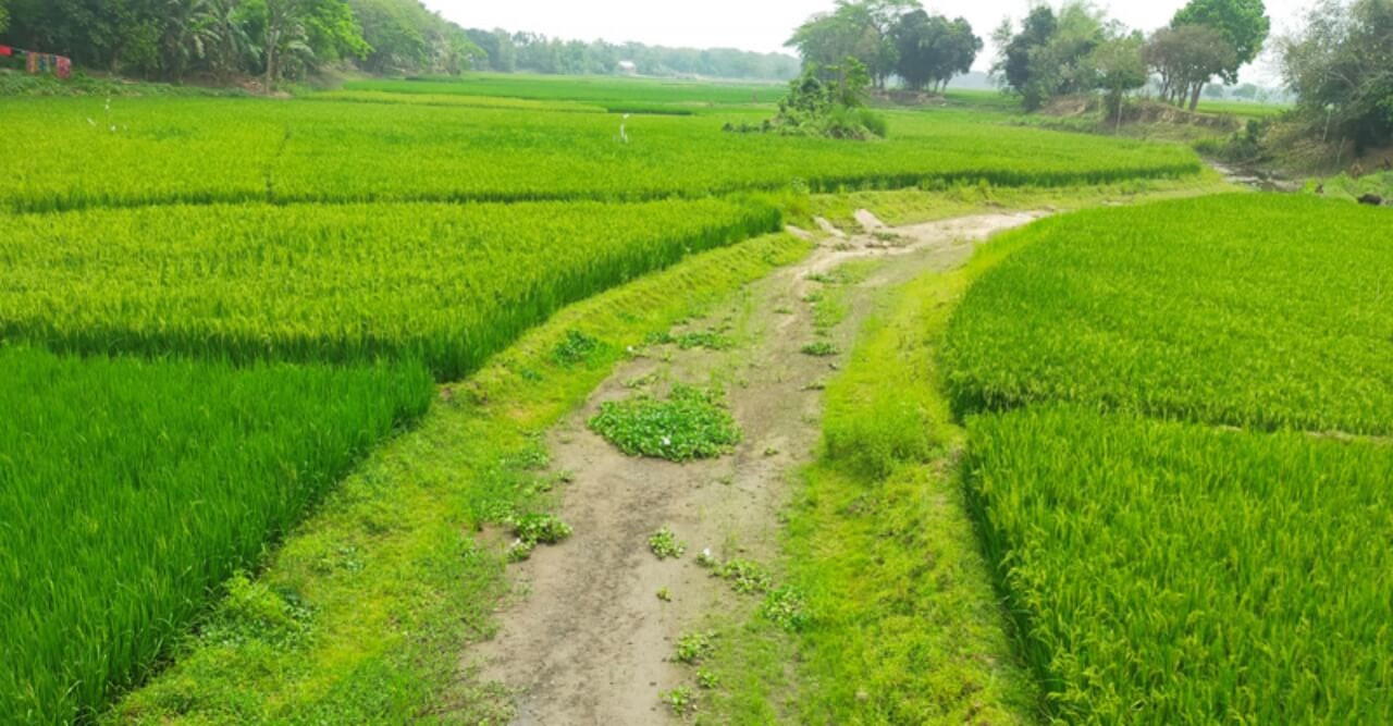গৌরীপুর ধান চাষের জমির নাম সুরিয়া!