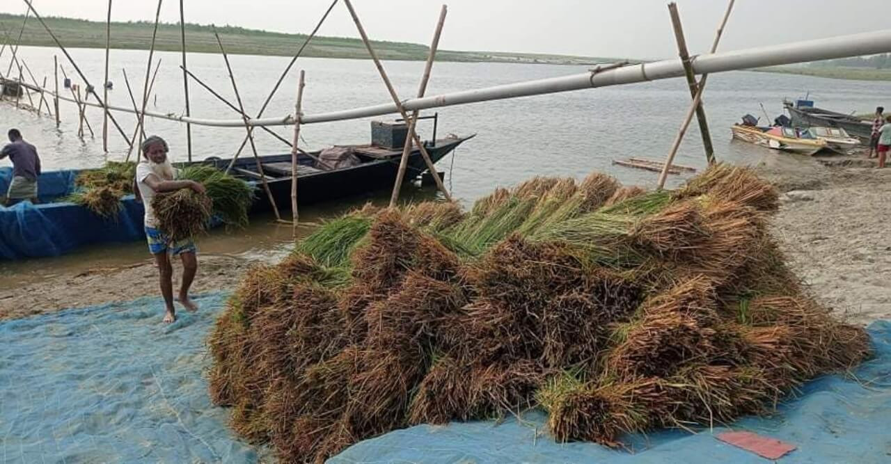 যমুনাসহ ৪ নদীর পানি বৃদ্ধি অব্যাহত, ডুবে গেছে সাড়ে ৭০০ বিঘা জমির বোরো ধান