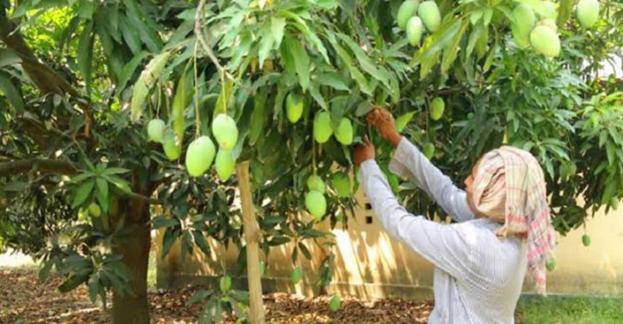 আমের ফলন নিয়ে শঙ্কায় চাষি