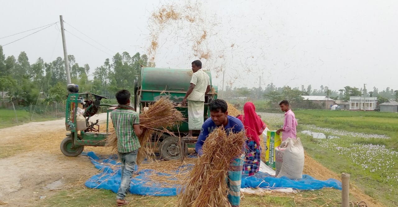 গমের বাম্পার ফলনে কৃষকের মুখে হাসি কাটা মাড়াইয়ে যন্ত্রের ব্যবহার