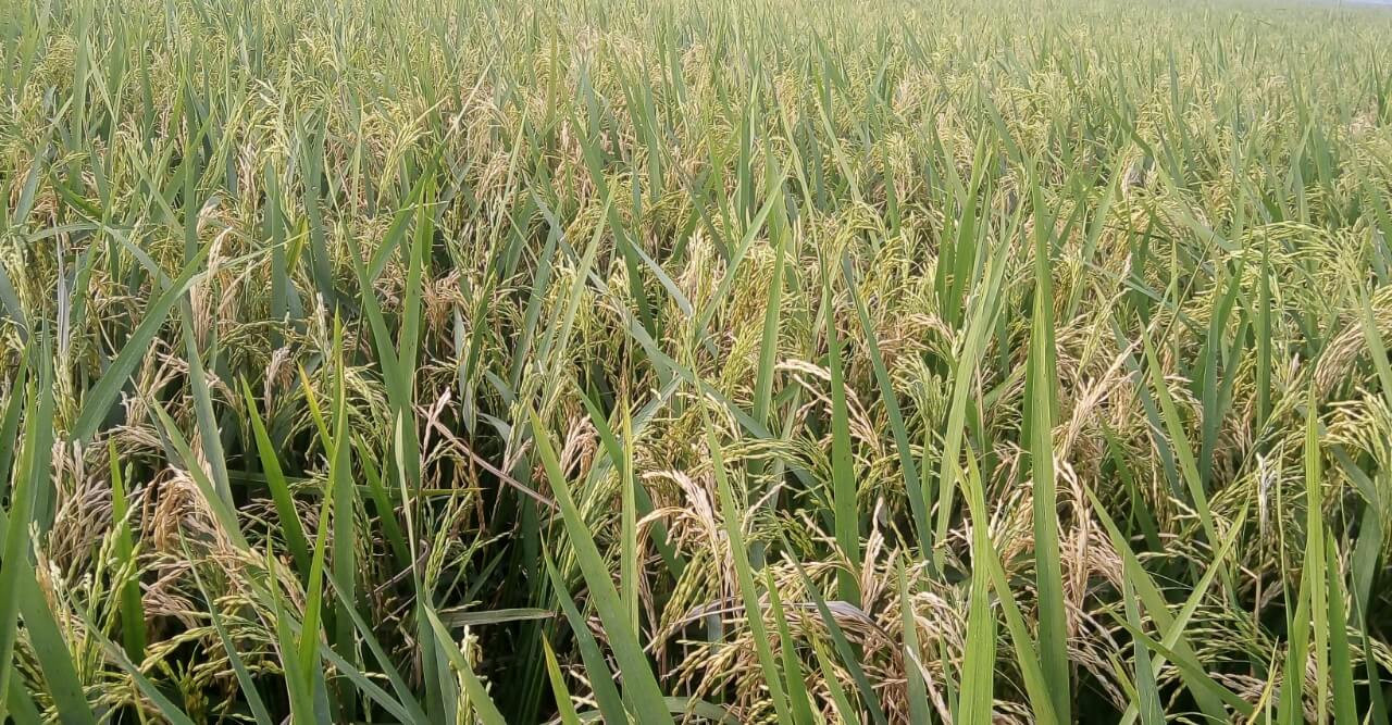 ব্লাস্টের আক্রমণে স্বপ্নভঙ্গ চাষির