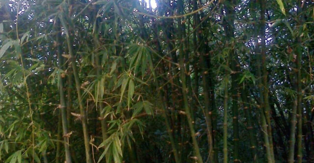 বাঁশ সৌভাগ্যের প্রতিক ও বাঁশ গ্রামীণ জীবনে অবিচ্ছেদ্য অংশ